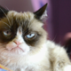 Image for article titled Meet the Man Who Made Grumpy Cat a Millionaire